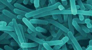 Listeria-monocytogenes