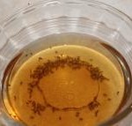Fruit fly trap for Food Safety Managers
