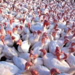 MN Food Safety Certification and Avian Influenza Training