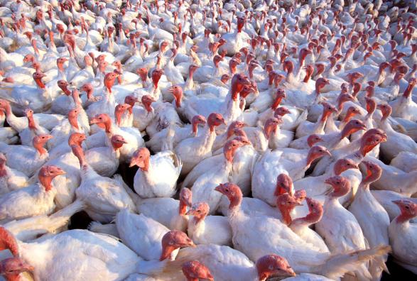 MN Food Safety Certification Guidelines On Avian Influenza