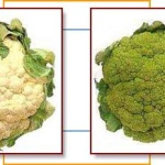 MN Certified Food Manager sub broccoli for cauliflower