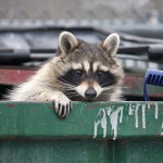 ServSafe MN Tips for Keeping Pests Out of Your Garbage