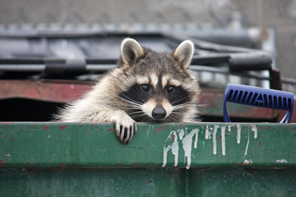 ServSafe MN Tips for Keeping Pests Out of Your Garbage